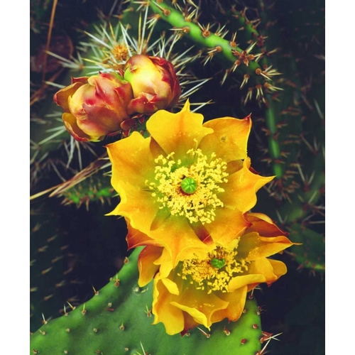 California, Lakeside, Prickly Pear Cactus flowers